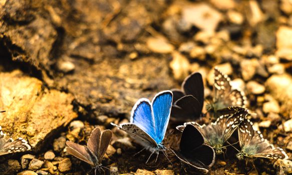 A vivid blue butterfly amidst a group on a rocky surface in France. Captivating nature scene.