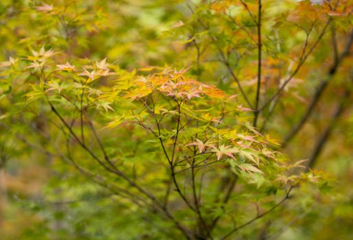 Close-up of colorful maple leaves in autumn, showcasing nature's vibrant transformation.