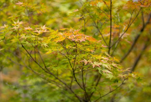 Neem Tree Photos, Download The BEST Free Neem Tree Stock Photos & HD Images