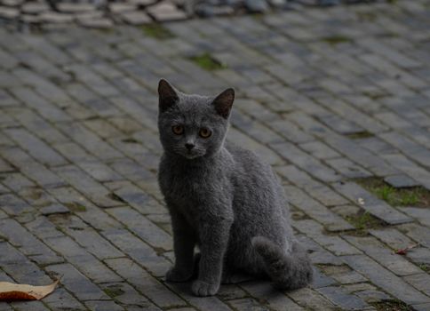 Cute gray kitten sitting on cobblestone pavement outdoors during the day.