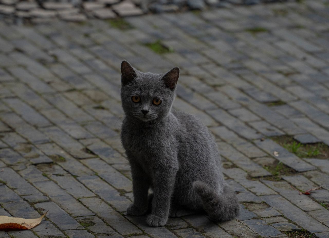 cute gray kitten sitting on cobblestone pavement outdoors during the d