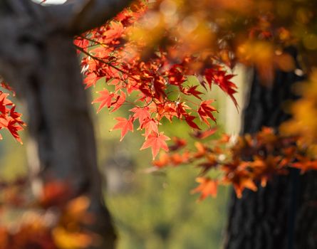 Close-up of red maple leaves glowing in autumn sunlight against a blurry tree background.