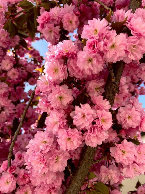 Free Close-up of vibrant pink cherry blossoms blooming in Békéscsaba, Hungary, during spring. Stock Photo