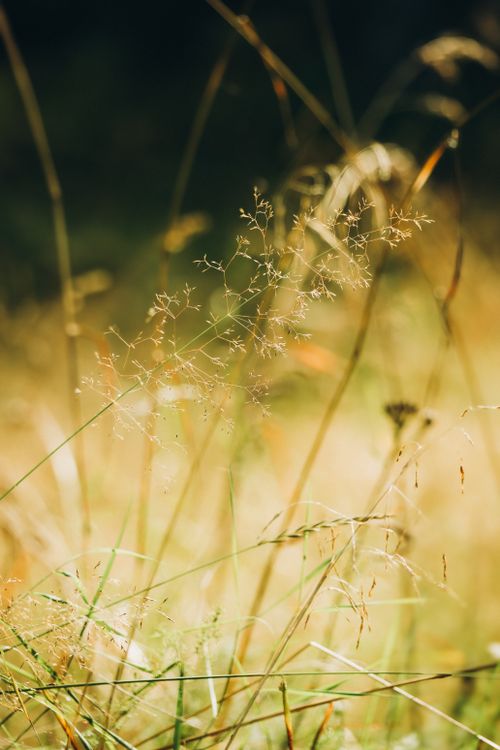 Free Beautiful soft-focused golden meadow grasses swaying under gentle sunlight. Stock Photo