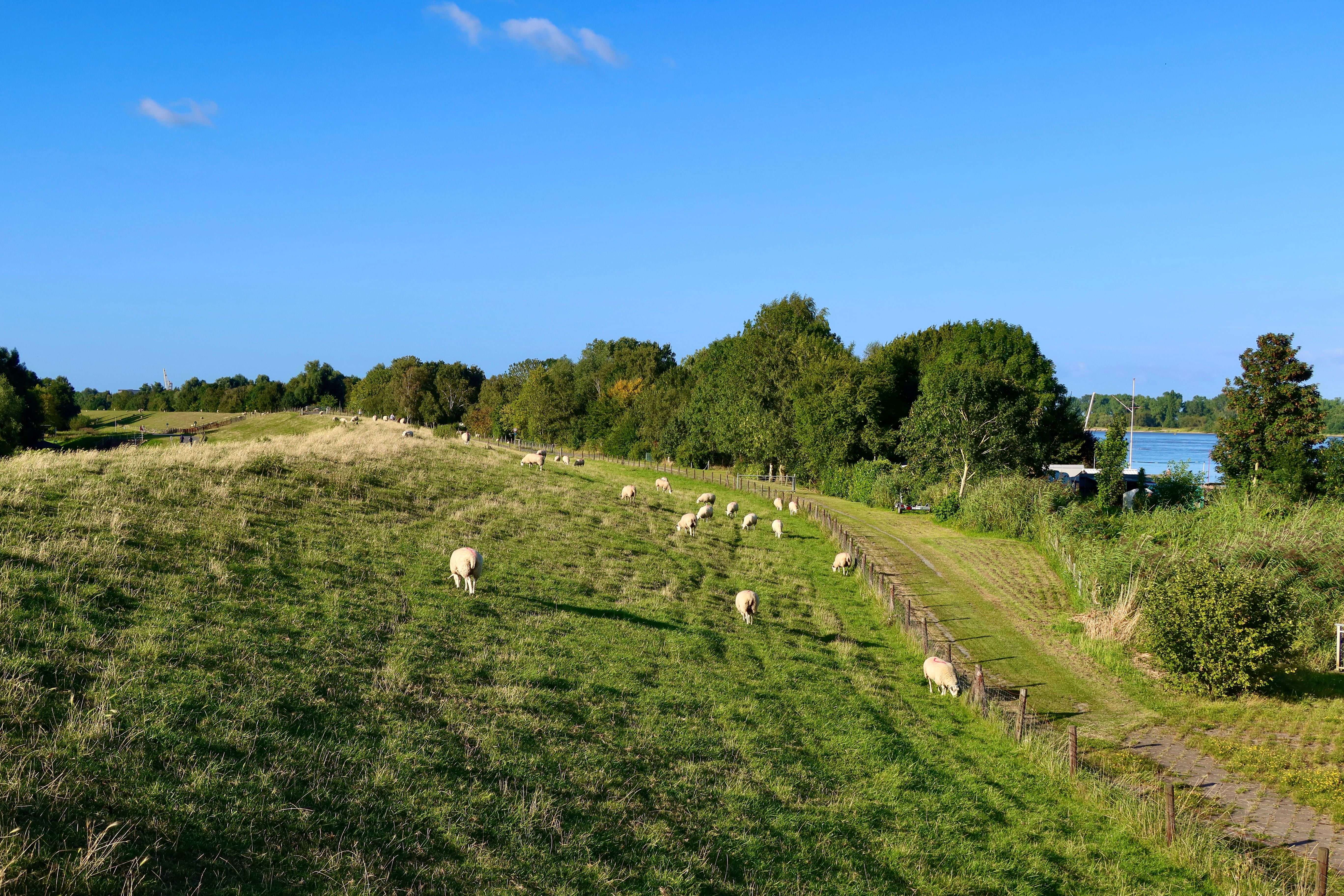 Scenic Countryside with Grazing Sheep and Blue Sky · Free Stock Photo