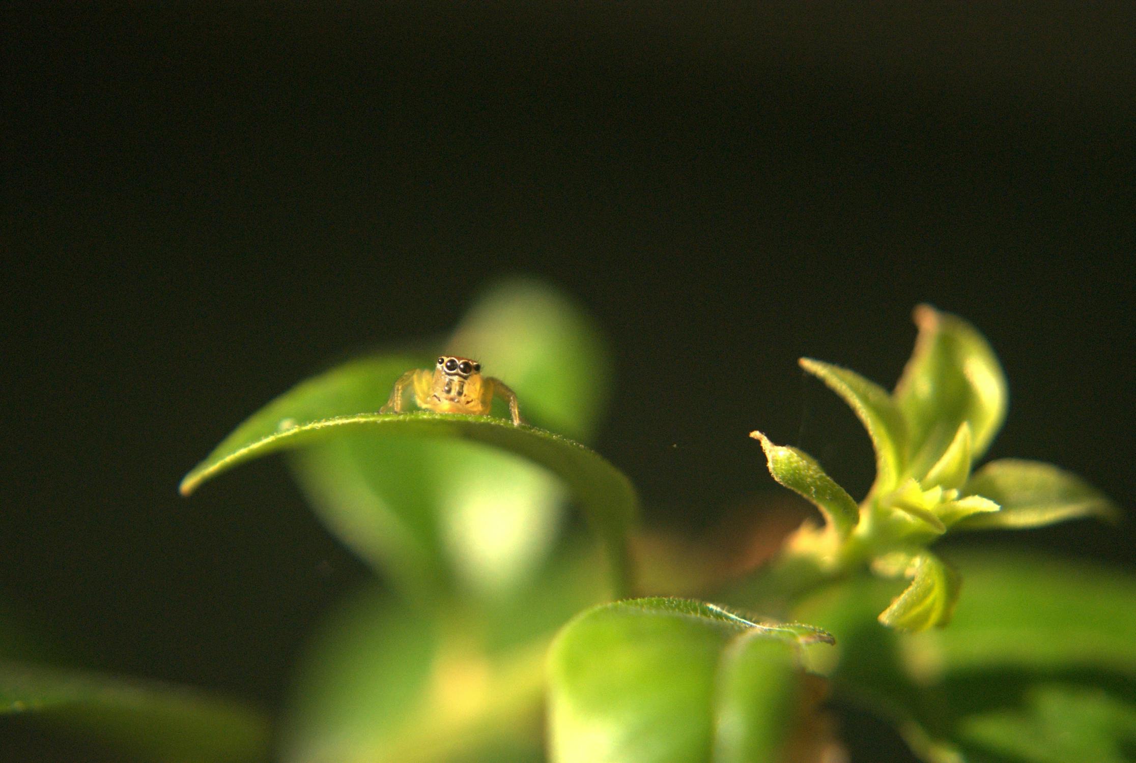 Macro of Jumping Spider on Leaf in West Java · Free Stock Photo