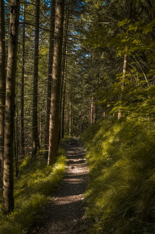 Free Peaceful hiking trail through a lush forest in autumn, ideal for nature walks. Stock Photo