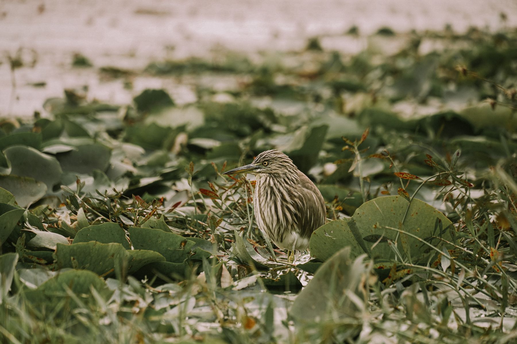 Birdwatching Around Kochi in October: Where to Go and What to Expect