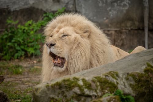 Free Capture of a majestic white lion resting outdoors, showcasing its regal mane and serene expression. Stock Photo