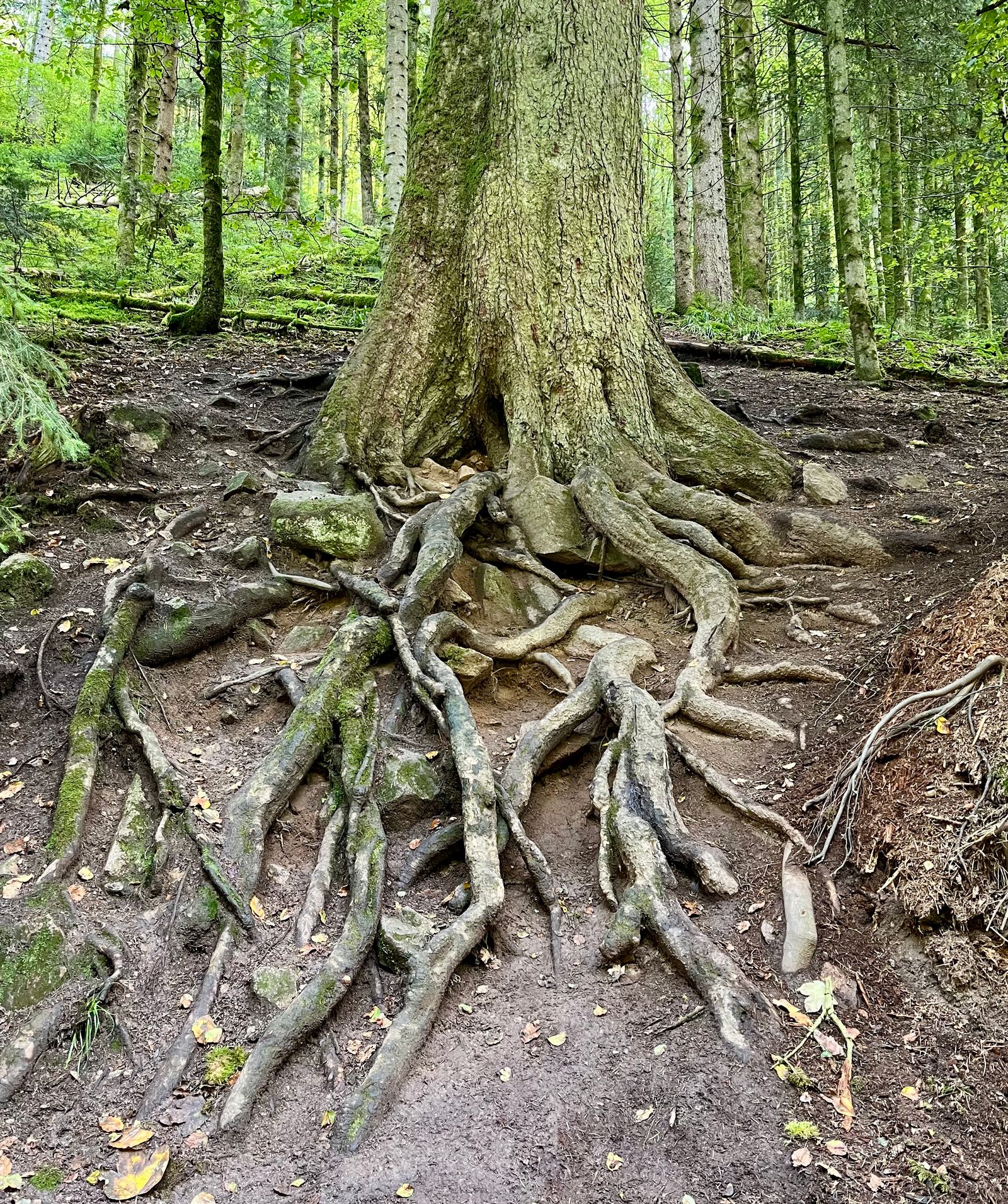 Tree Roots Photos, Download The BEST Free Tree Roots Stock Photos & HD ...