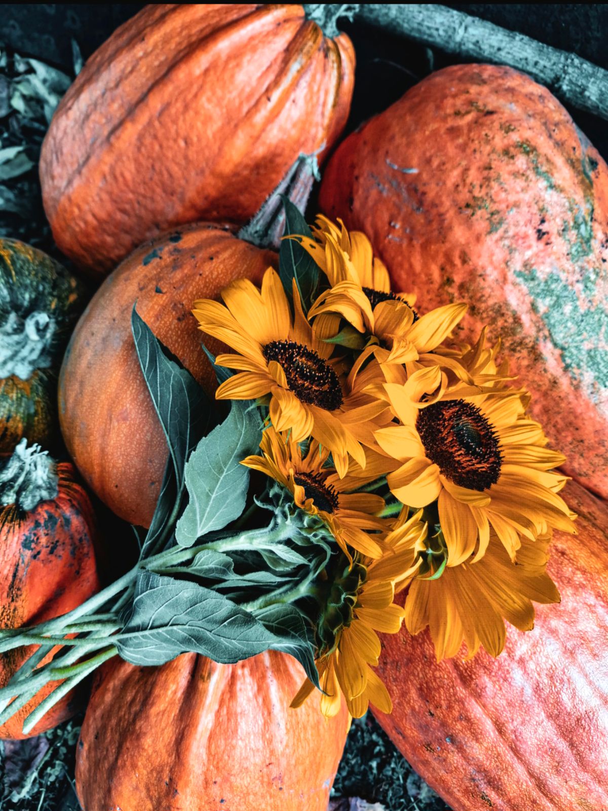 Pumpkins with a bouquet of sunflowers for a fall wreath