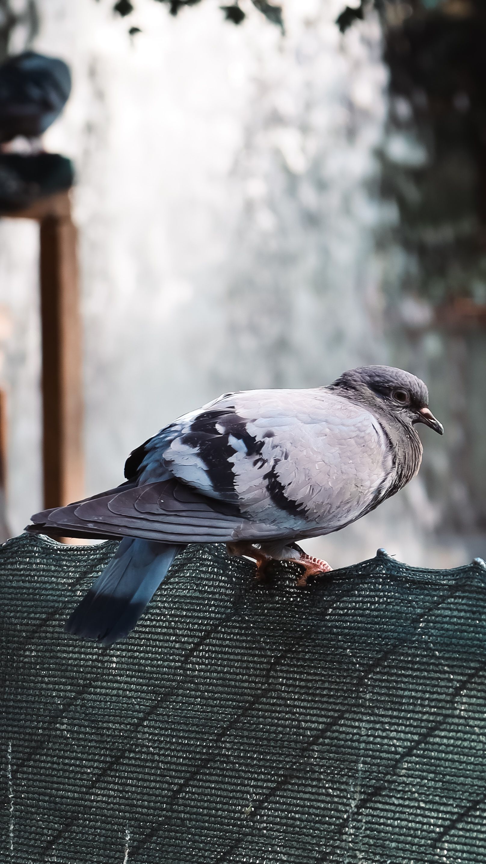 A single pigeon rests on a textured fence in Ankara, showcasing urban wildlife.