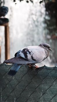 pigeon feathers gray dove