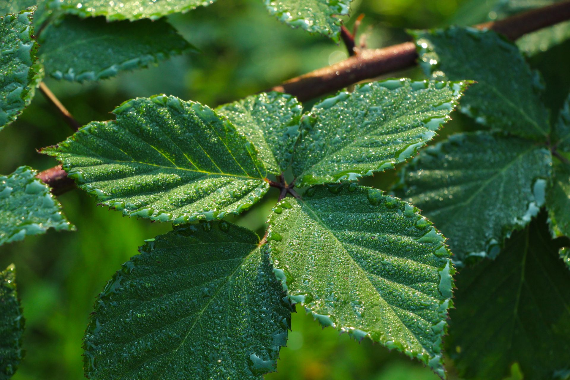 Macro shot of vibrant green leaves covered in morning dew, showcasing natural texture.