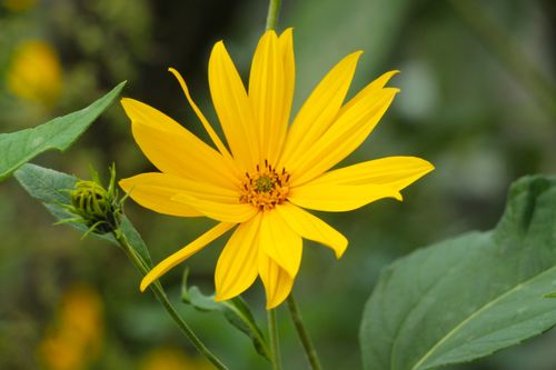 Free Close-up of a vibrant yellow sunflower blooming amidst lush green foliage. Stock Photo