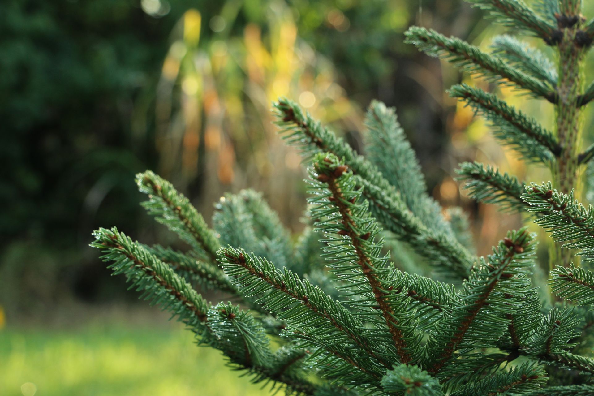 Lush green pine branches captured in natural outdoor setting, ideal for nature themes.