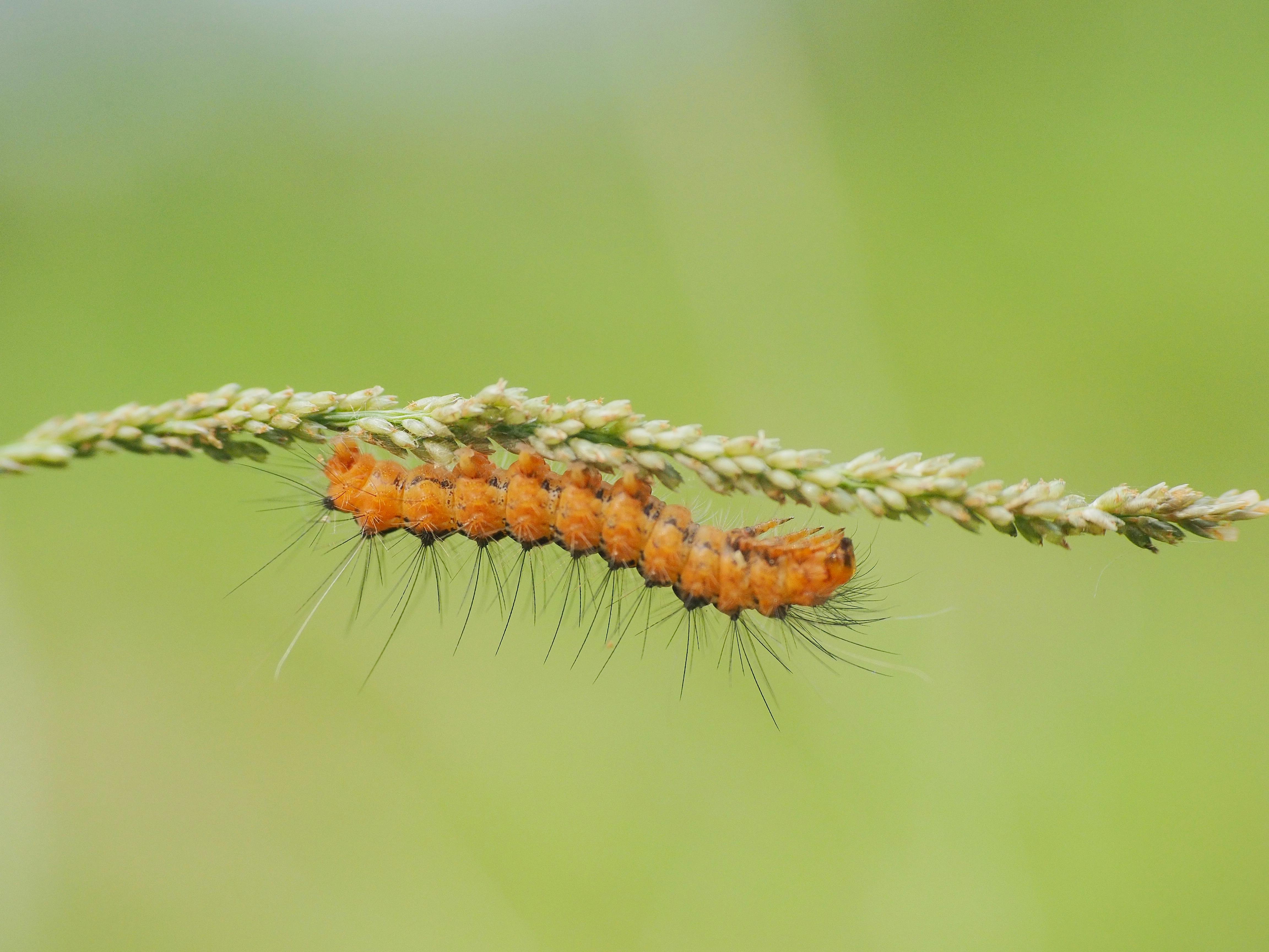 Stop Screwworm | Animal and Plant Health Inspection Service — Photo by Ruyat Supriazi on Pexels