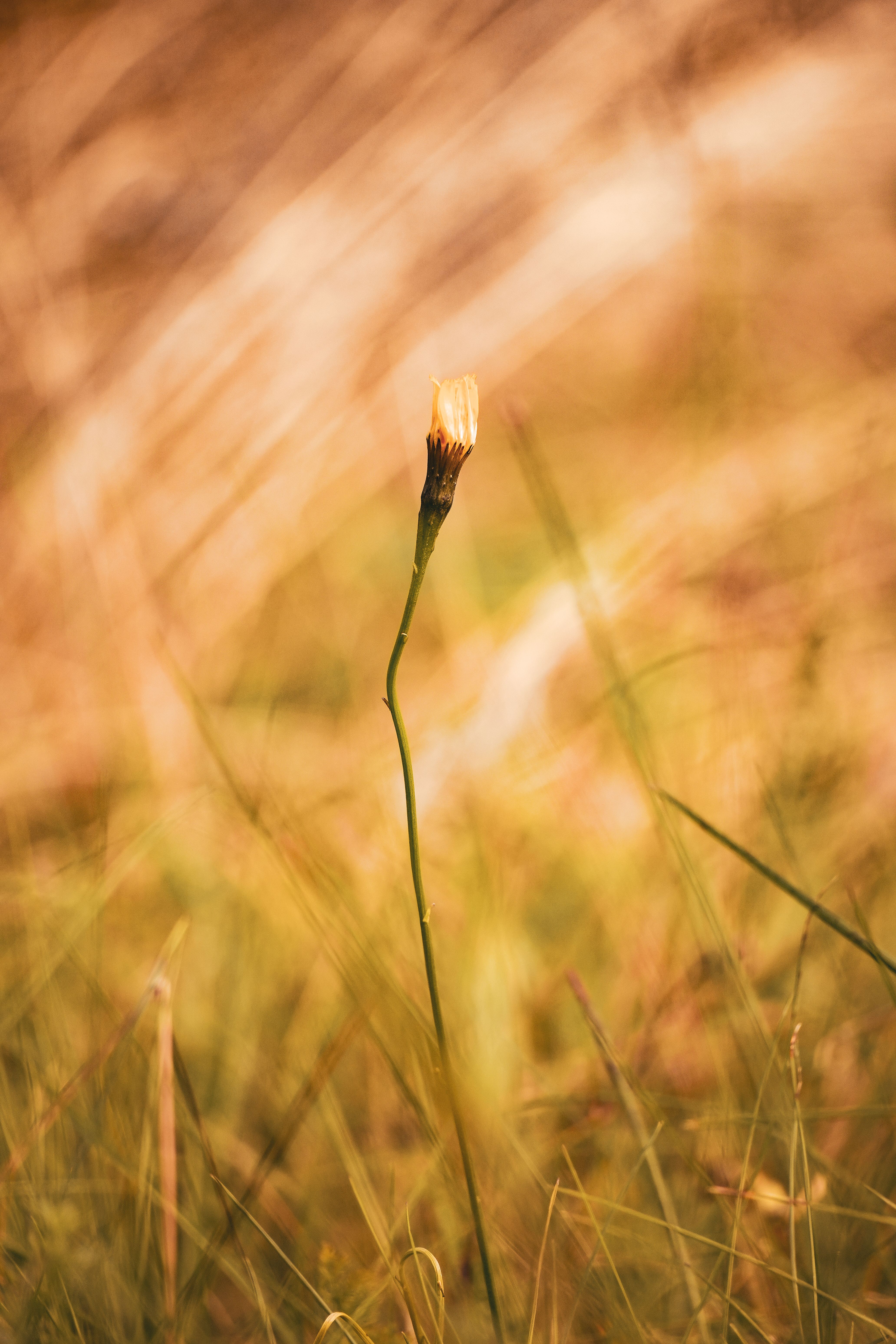 Free+Printable+Backgrounds Photos, Download The BEST Free Free ...