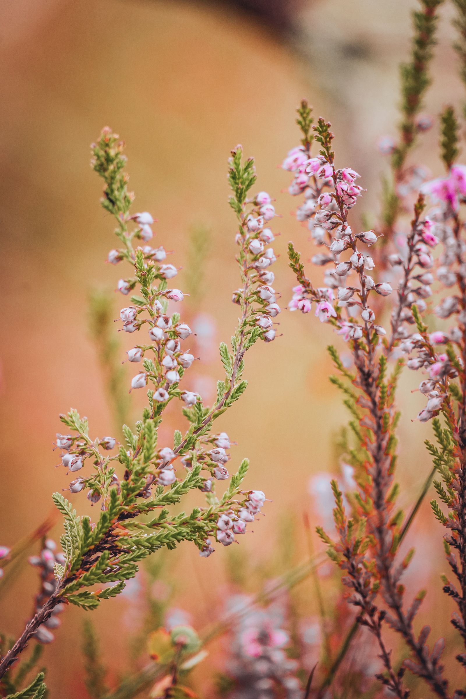 Free+Printable+Backgrounds Photos, Download The BEST Free Free ...
