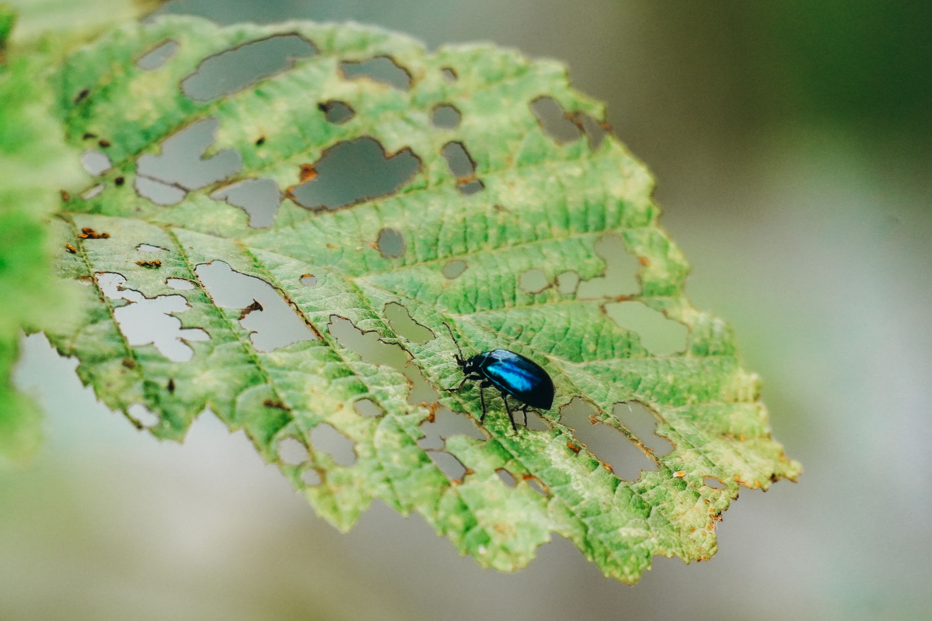 Close-up of a metallic blue beetle on a partially eaten green leaf.