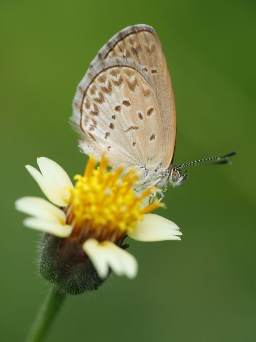 Free Detailed macro shot of a butterfly perched on a yellow flower in West Java, Indonesia. Stock Photo