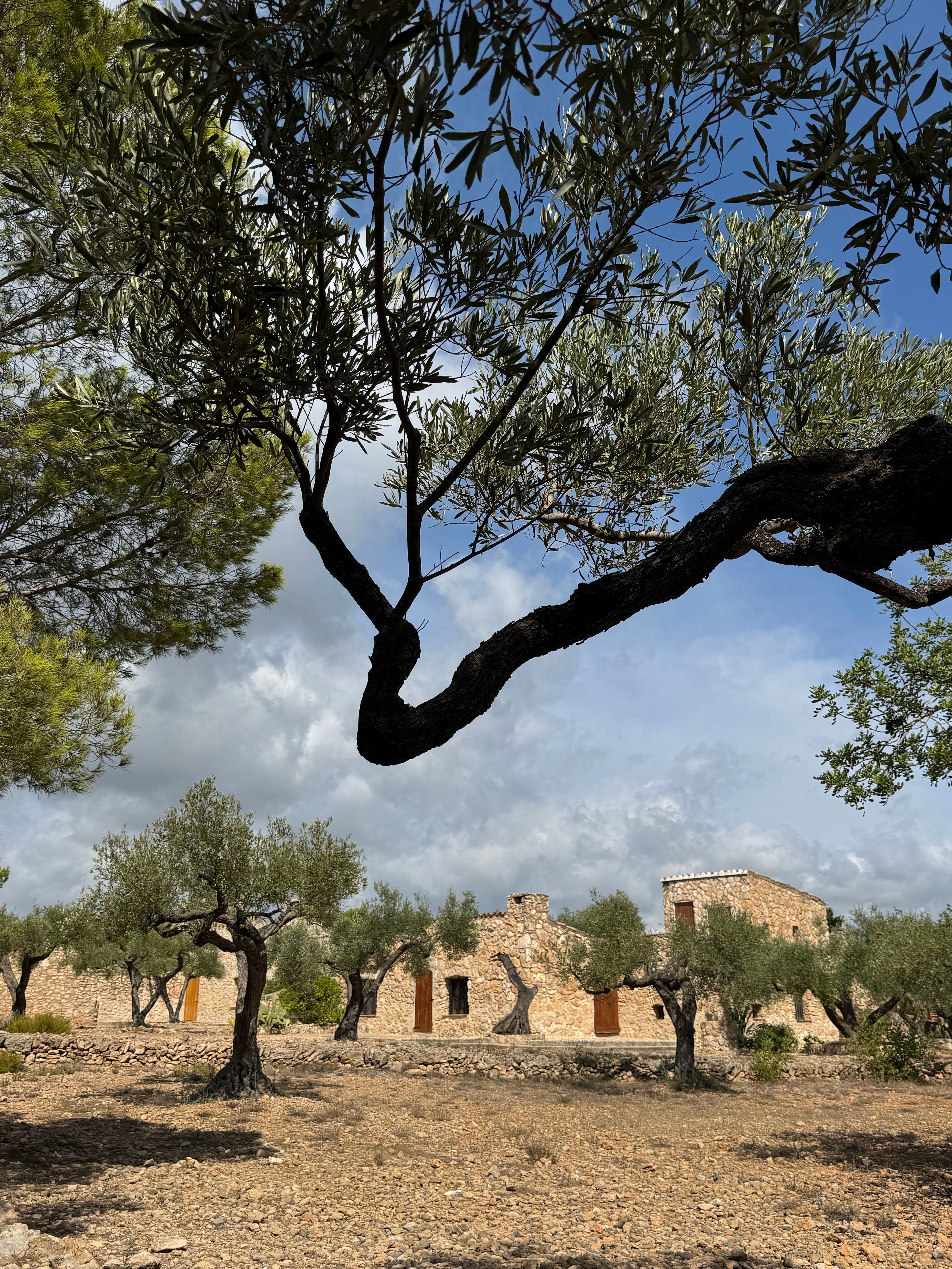 Rustic Stone House Amidst Olive Trees in Summer · Free Stock Photo