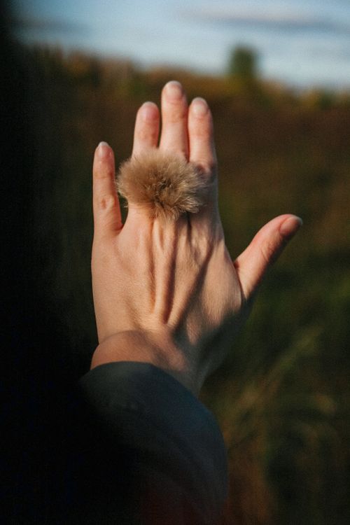 Free Hand holding a fluffy seed outdoors during sunset in a natural field setting. Stock Photo