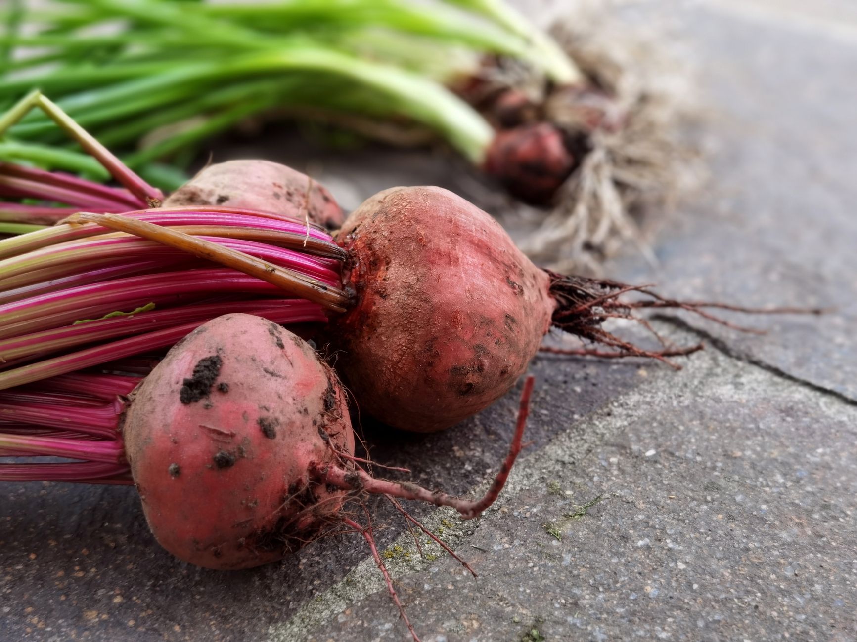 Long-Term Storage for Homegrown Root Vegetables: Preventing Shriveling & Sprouting Without a Root Cellar (Carrots, Beets, Potatoes)