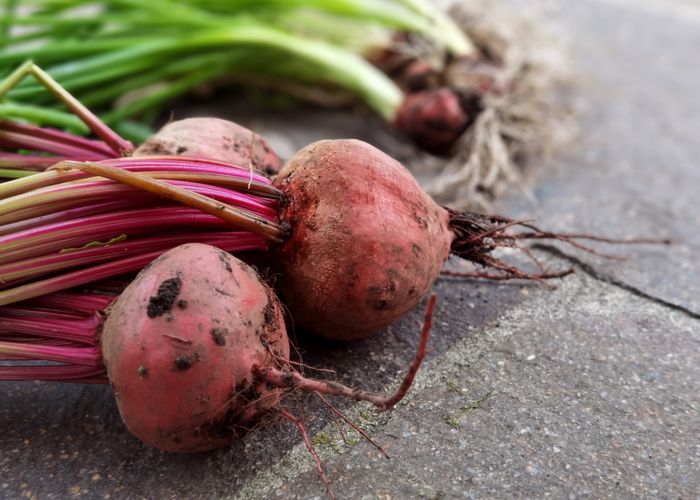 Beetroot Remolacha - Urban Goes Green Plant Guide