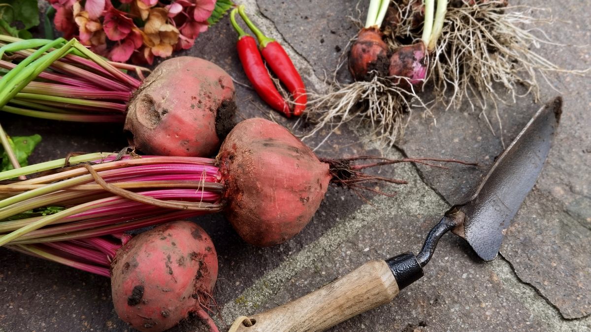 Calendrier de semis et de récolte des légumes dautomne : étapes clés