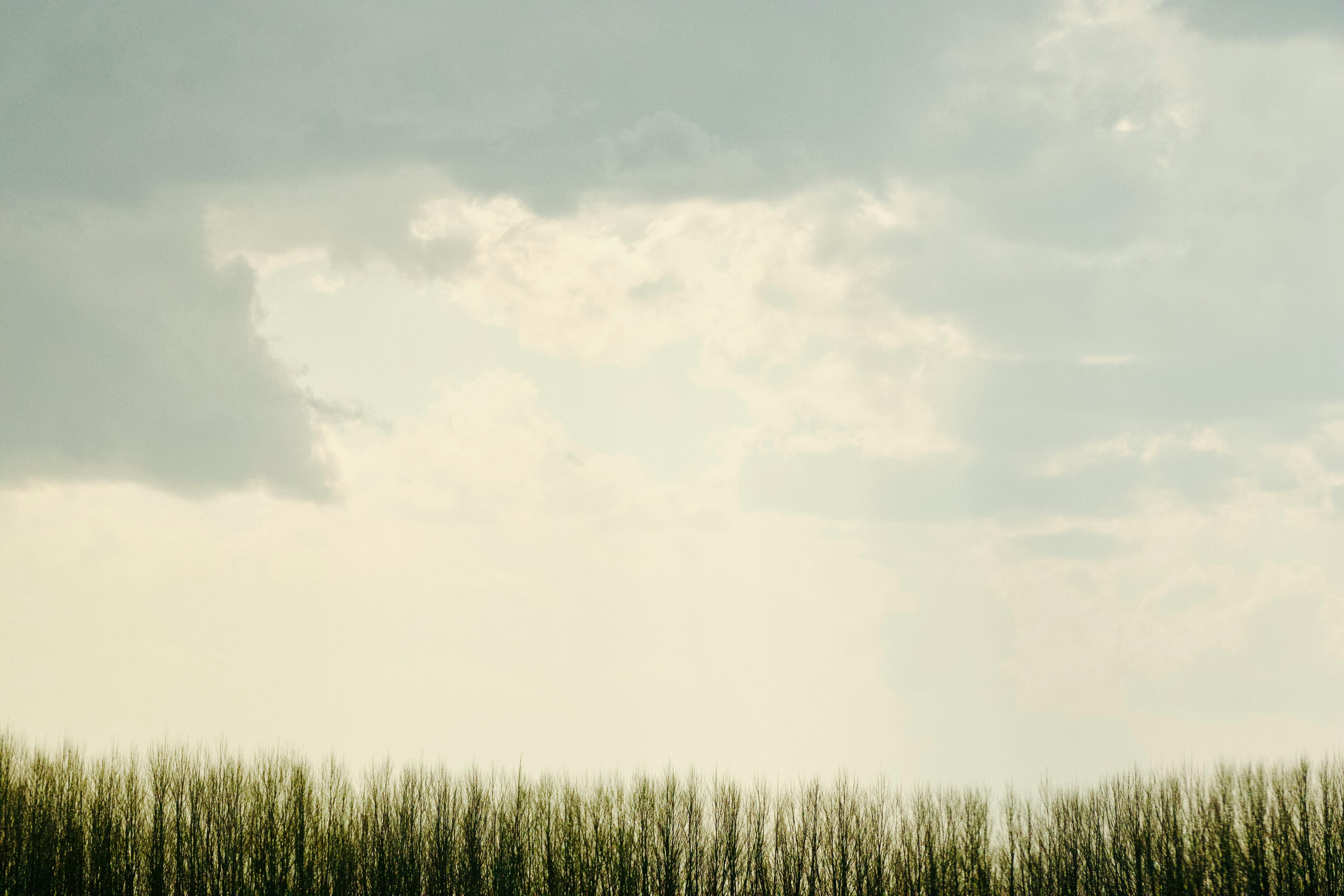 Ücretsiz Bulutlu bir gökyüzünün altında uzun otların oluşturduğu sakin görüntü, sakinliği ve açıklığı çağrıştırıyor. Stok Fotoğraflar