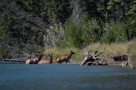 A serene capture of elks wading through the river in Banff National Park, Alberta, Canada.