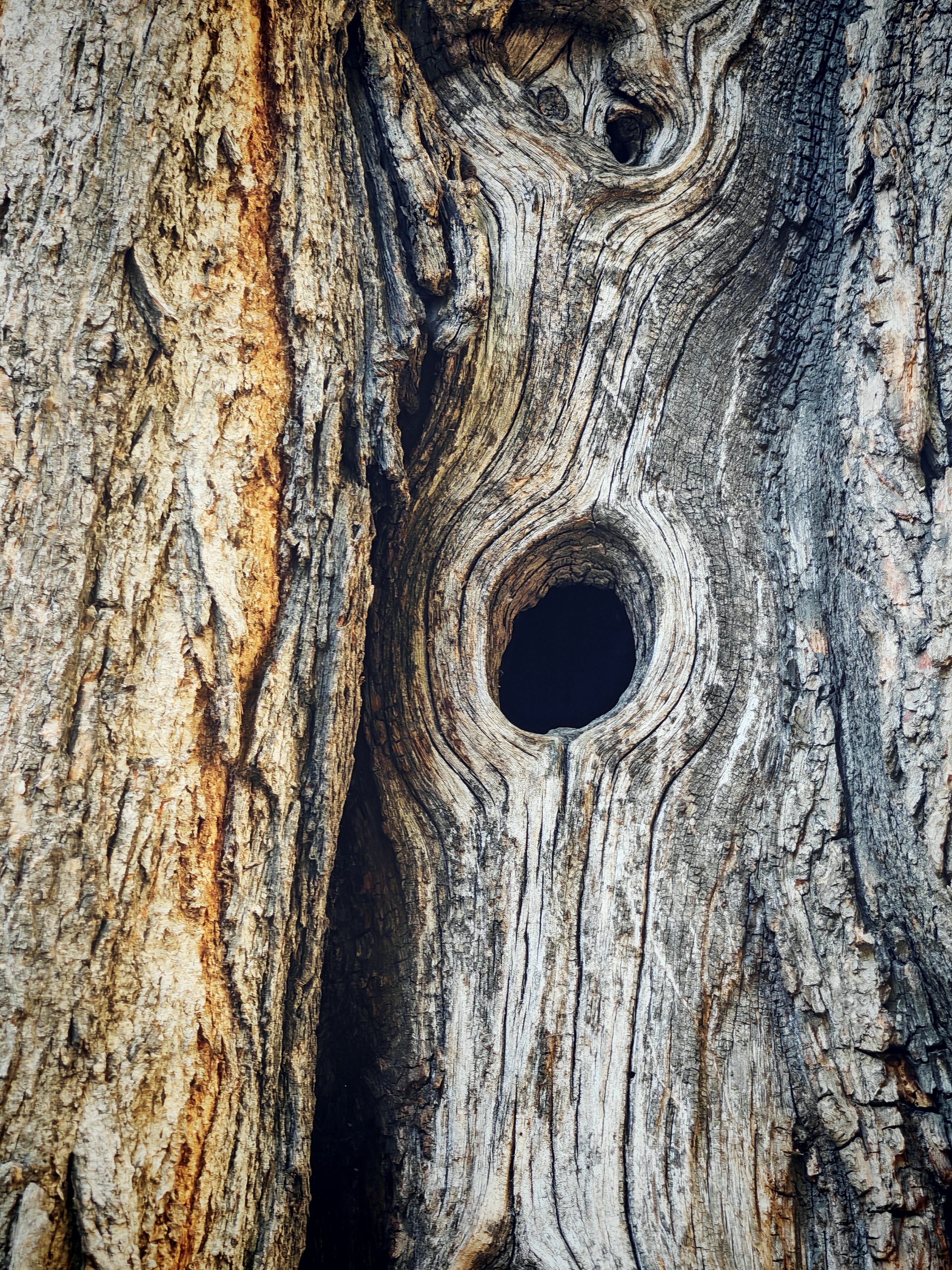 Close-up of Textured Tree Bark with Hollow · Free Stock Photo