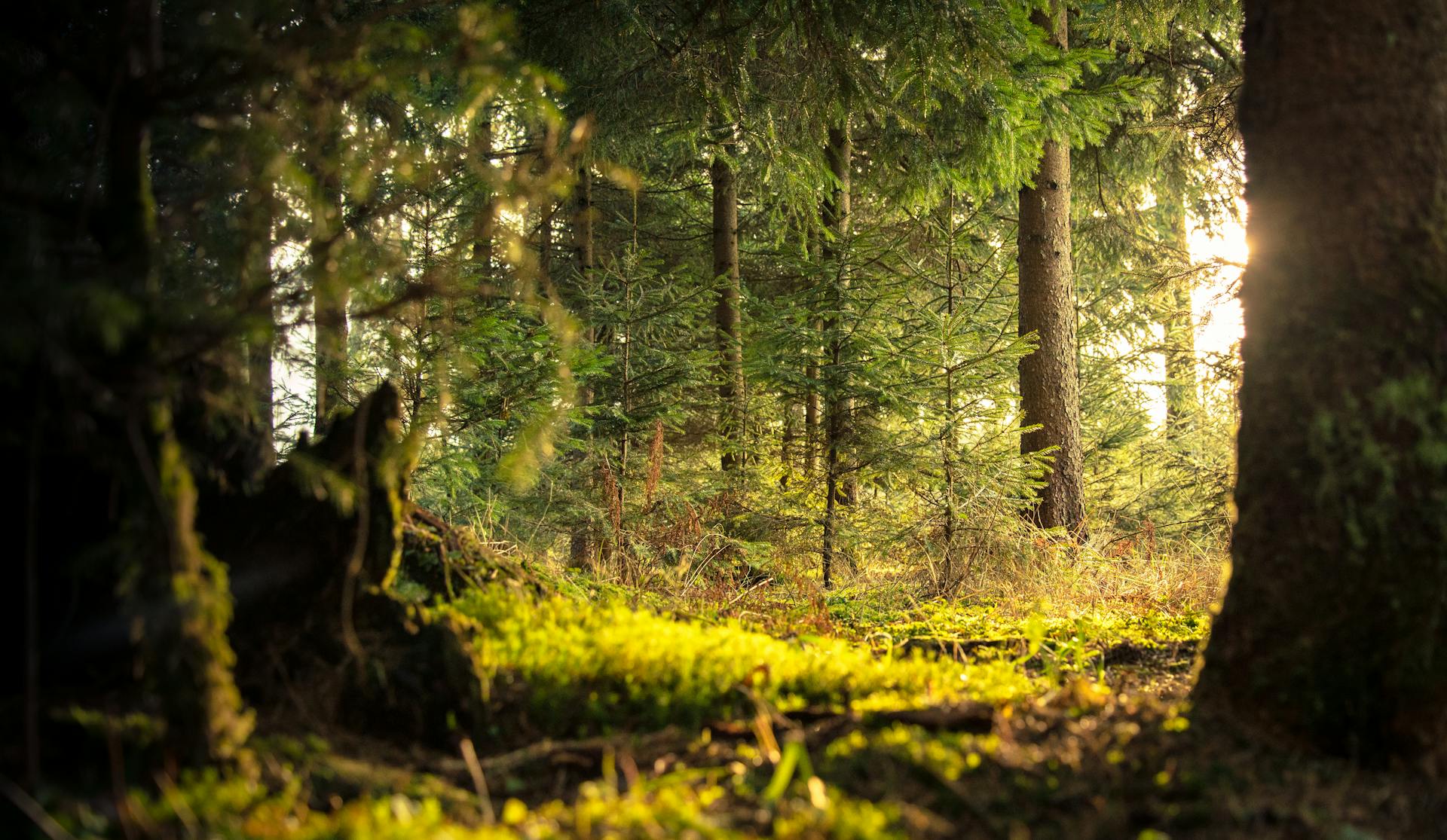 Lush green forest pathway with sunlight filtering through trees