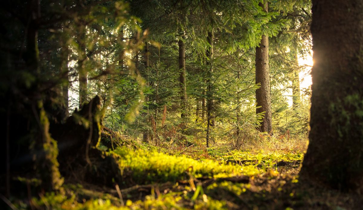 Hêtraie forestière humide en automne
