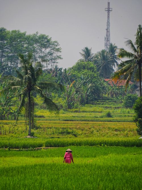 Free A farmer works in lush green rice fields in West Java, Indonesia, under a clear sky. Stock Photo