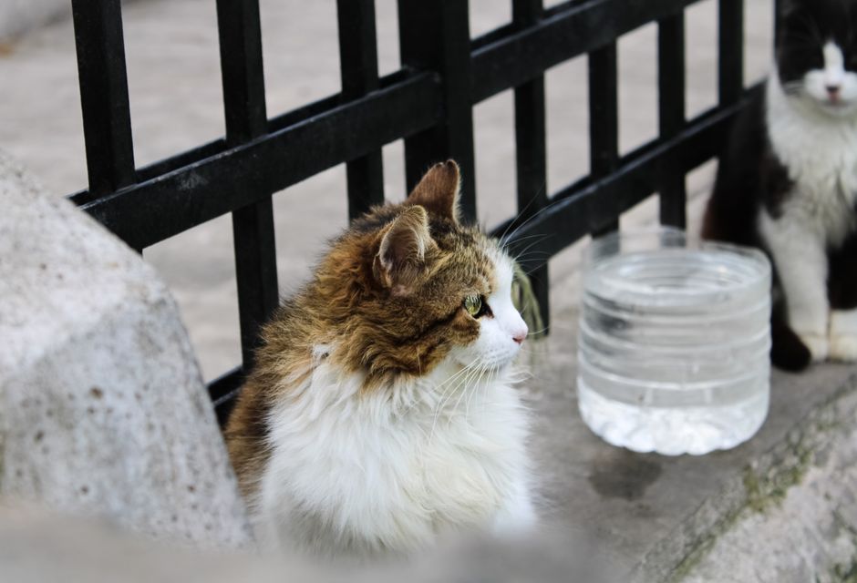 Why Your Cat Water Fountain Stops Working? Filter & Pump Fix