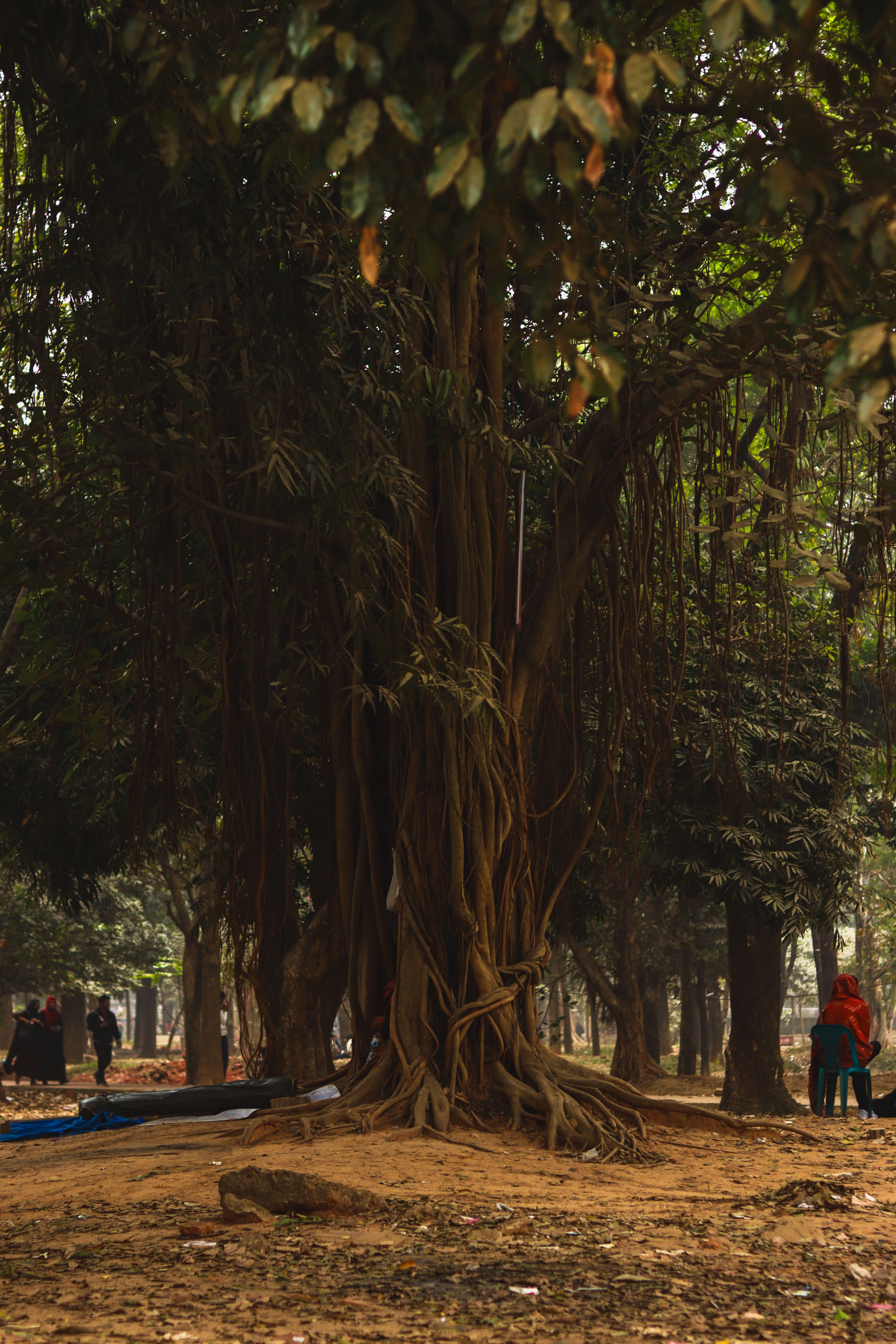 Tree Roots Photos, Download The BEST Free Tree Roots Stock Photos & HD ...