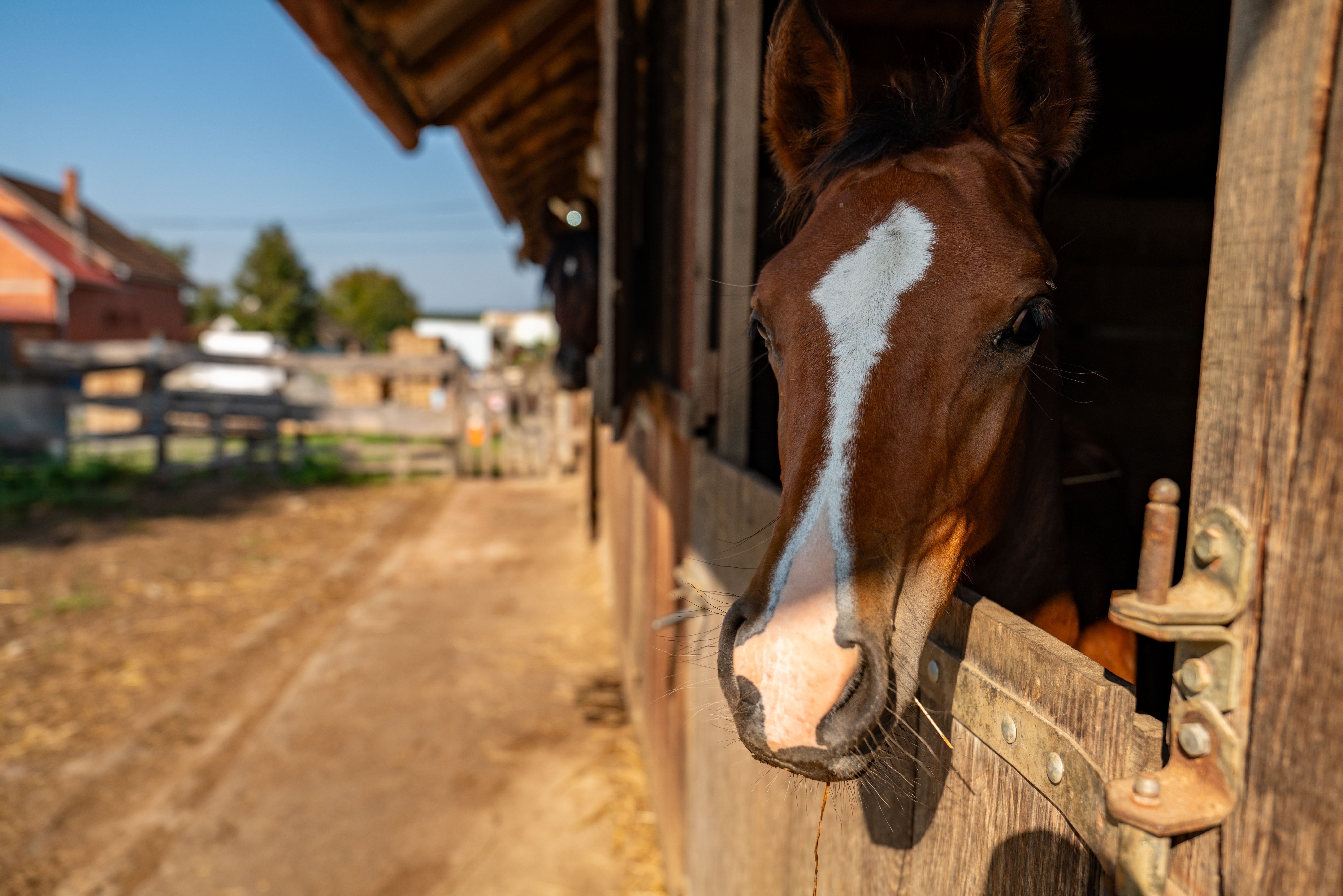 Horses in a stable eating hay from a hay net