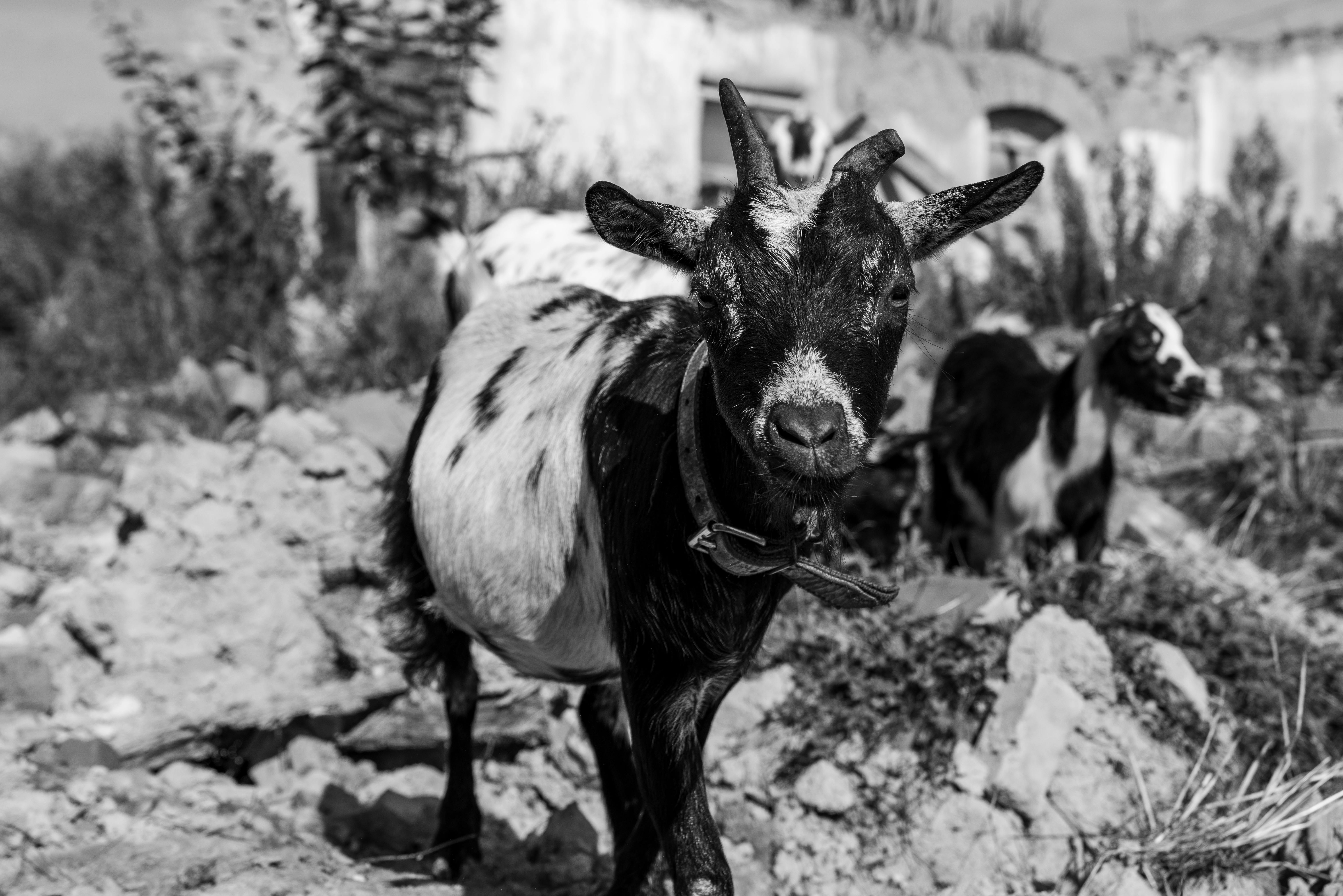 Gratuit Photos gratuites de agriculture, animal à cornes, animal de ferme Photos