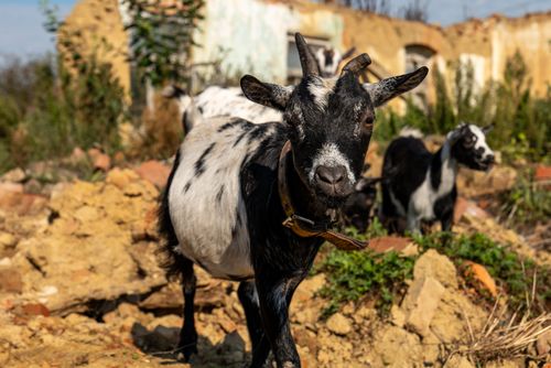Free Close-up of a goat standing amidst ruins in Garešnica, Croatia on a sunny day. Stock Photo