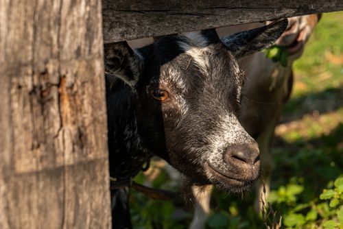 Free A friendly goat peeking through a wooden fence in a lush, sunlit pasture. Stock Photo