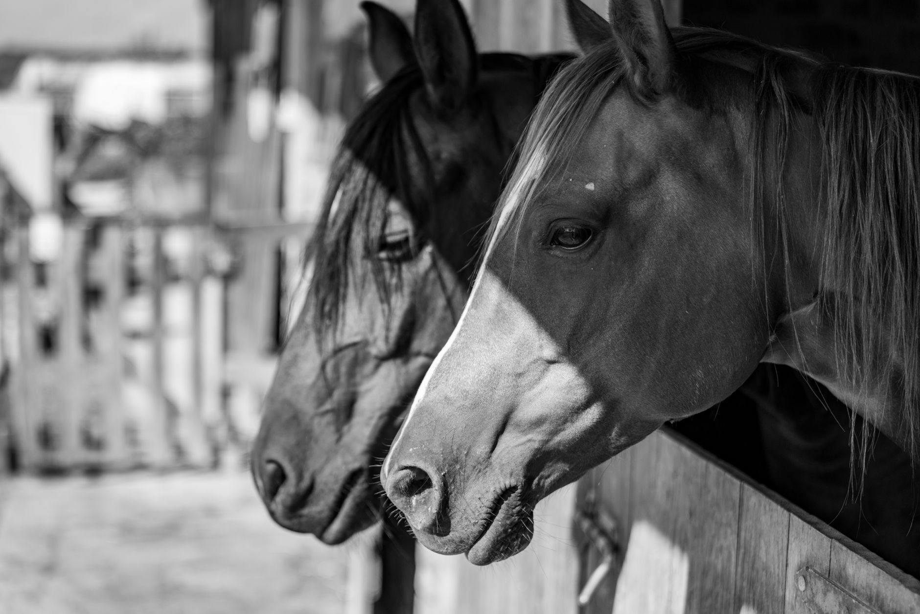 Veterinary care for a horse