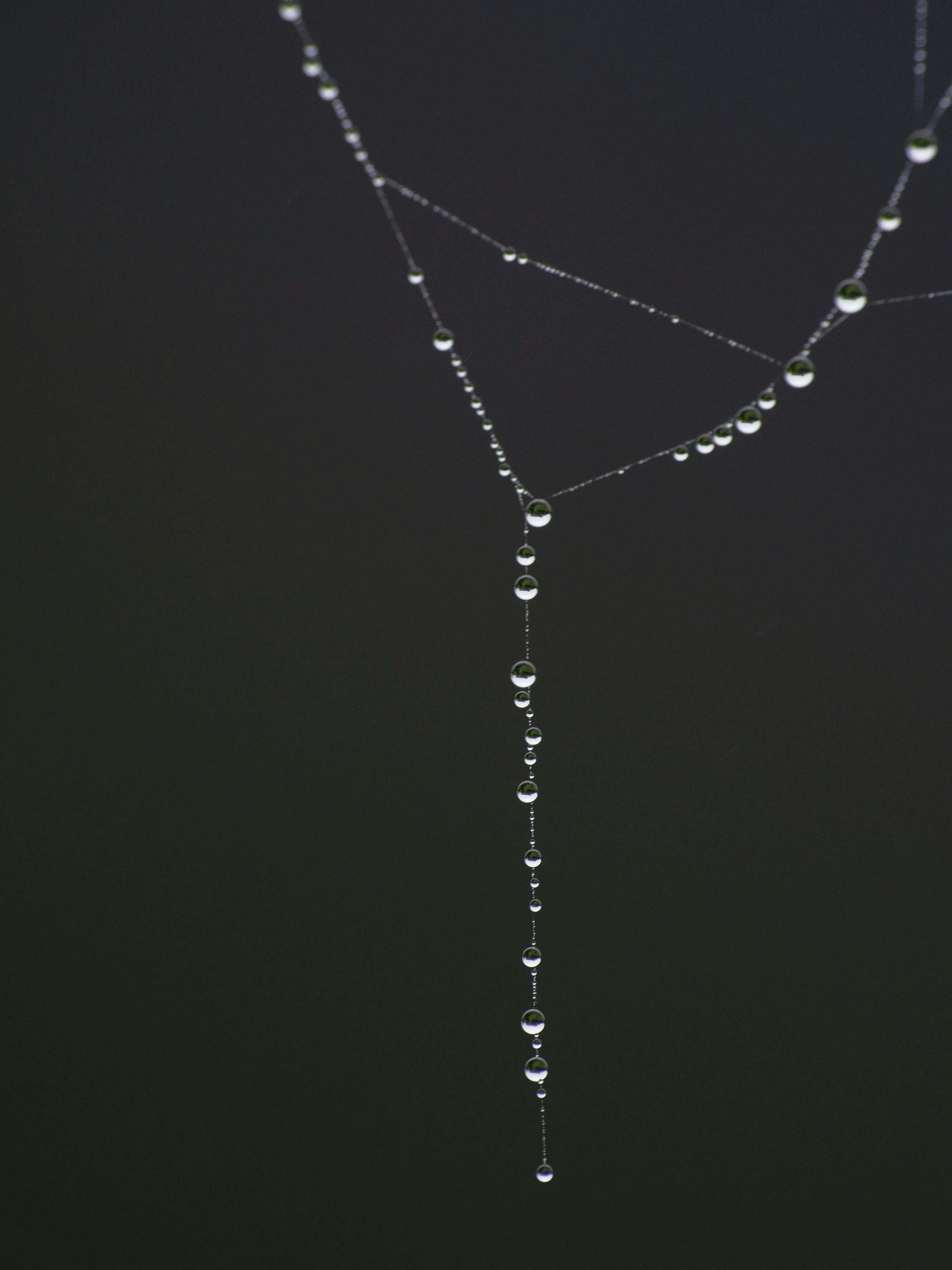 Gratuit Gros plan de gouttes de rosée suspendues délicatement à une toile d'araignée sur un fond sombre. Photos