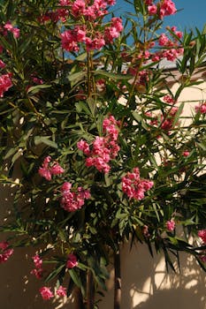 Vibrant pink oleander flowers basking in the warm Heybeliada, Istanbul sunlight, showcasing summer beauty.