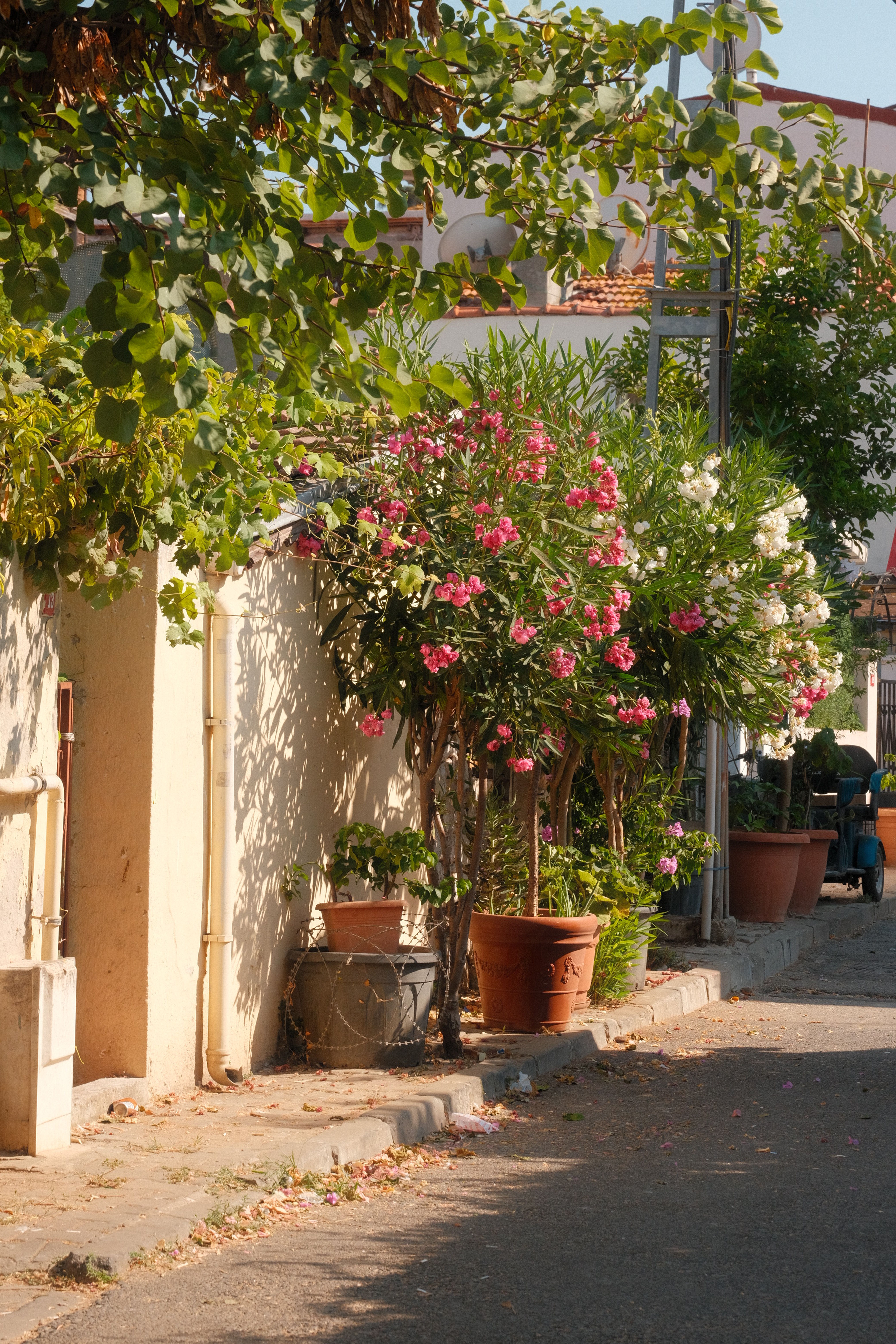 Explore a sunlit street in Heybeliada, İstanbul, adorned with vibrant flowers and lush greenery.