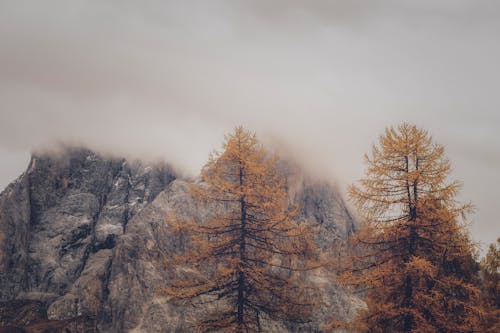 Фотография деревьев и скальных образований в туманную погоду