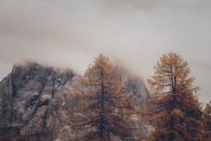 雾气笼罩的山脉与秋日的树木，共同营造出一片宁静而朦胧的风景