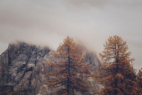 Free Fog-shrouded mountains and autumnal trees create a serene, misty landscape. Stock Photo