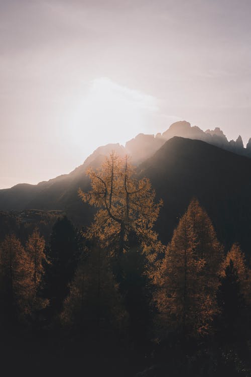 Free Photo of Trees Against Sunlight Stock Photo